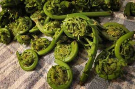 Finding Fiddleheads and Pickled Fiddlehead Recipe Image